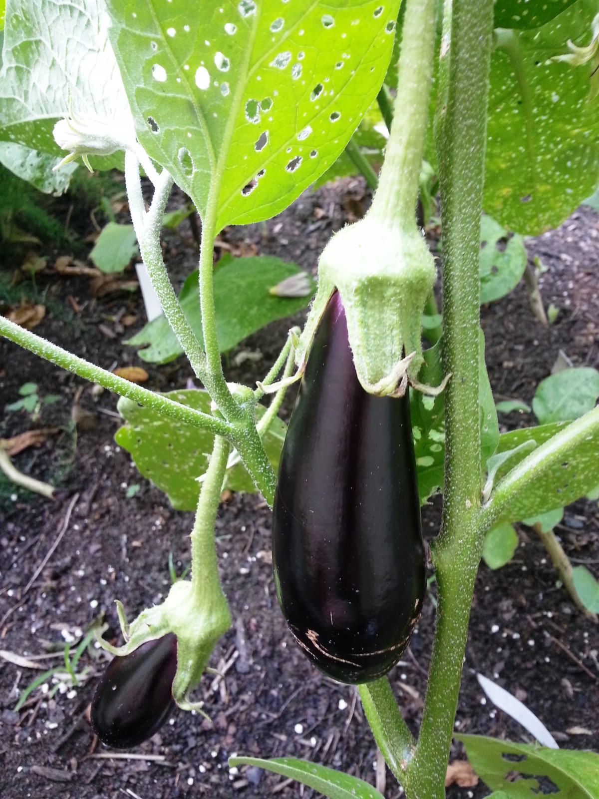 2014 eggplant