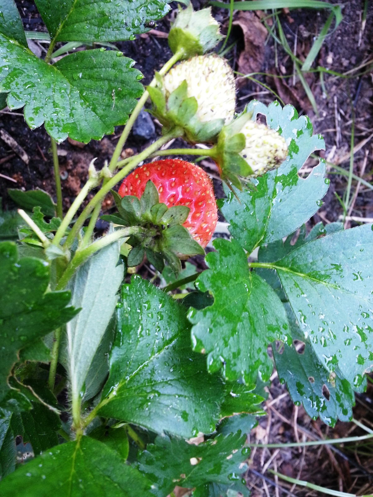 2014 strawberries
