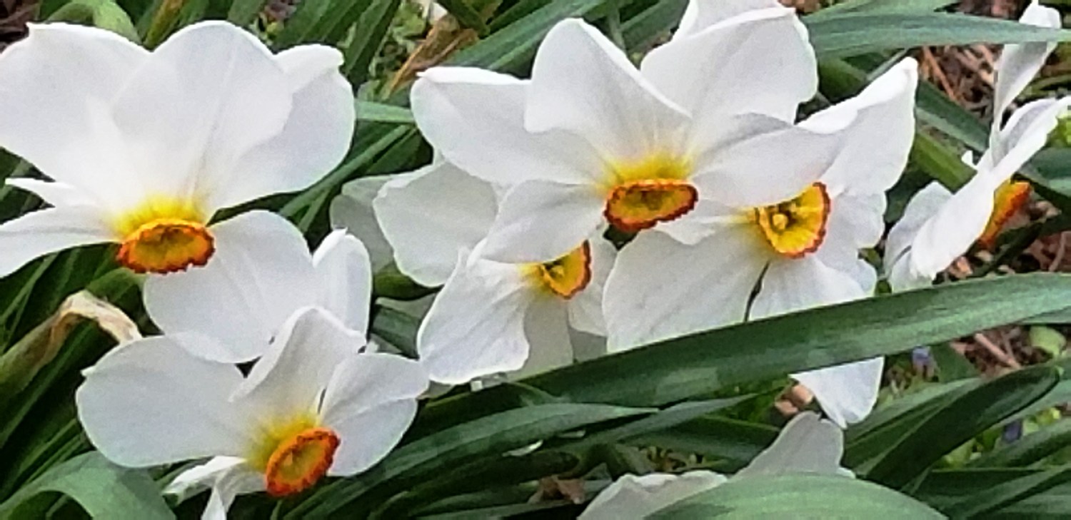 Daffodils